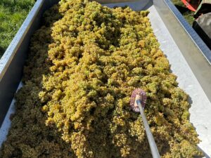 Weißweintrauben aus Franken der Rebsorte Kerner
