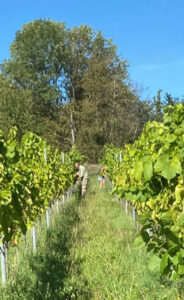 Weinlese Silvaner Trauben in Prichsenstadt