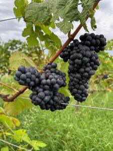 Rotweintrauben aus Franken der Rebsorte Domina