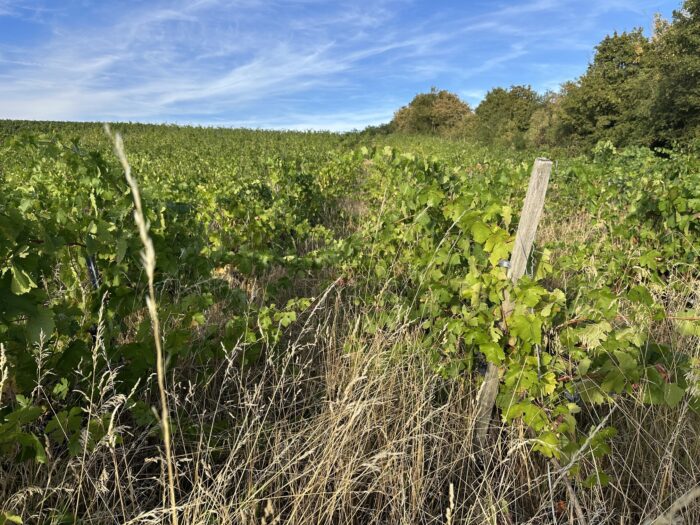Weinberg kurz vor der Ernte und dem Freischneiden