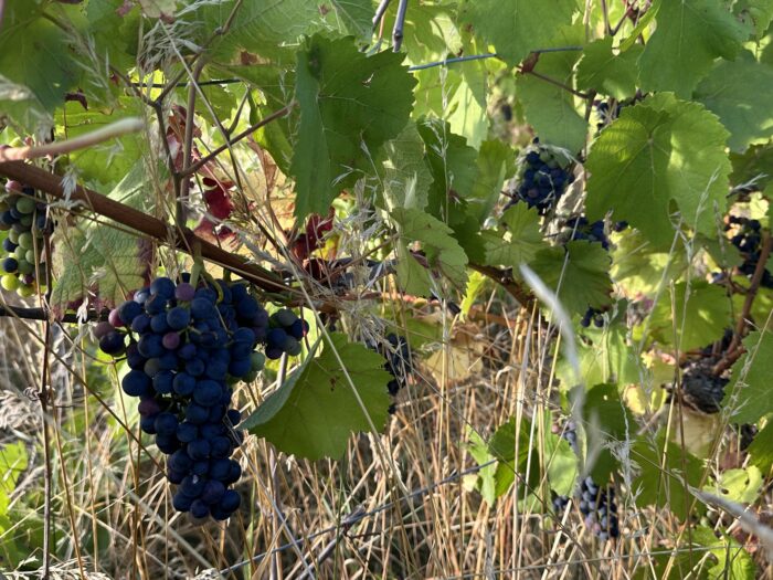 Rote süße Domina Traube am Rebstock in Franken