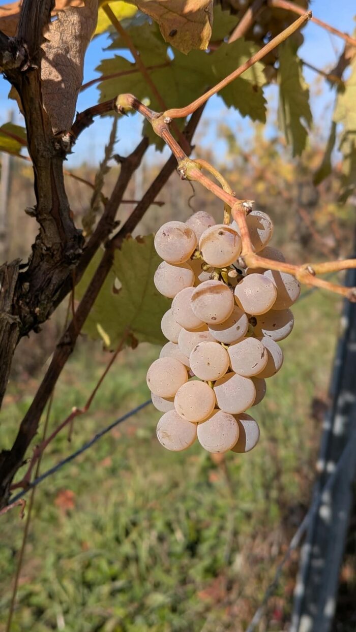 Die Weintraube im energetischen Weinberg