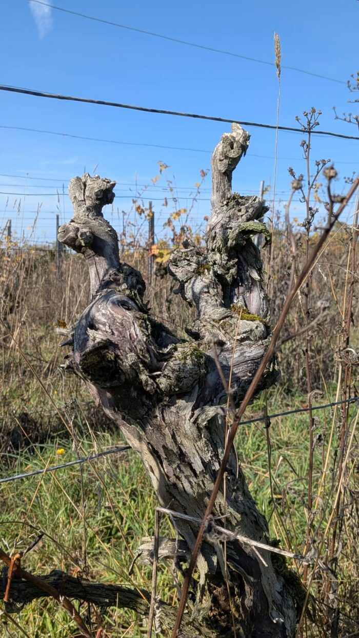 Rebstock im Ruhestand genießt die hohe Naturenergie