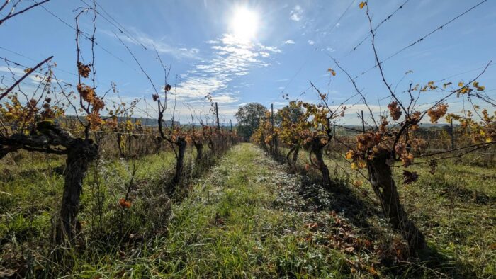 Weinberg bei herrlichem Wetter - die Weinlese 2026