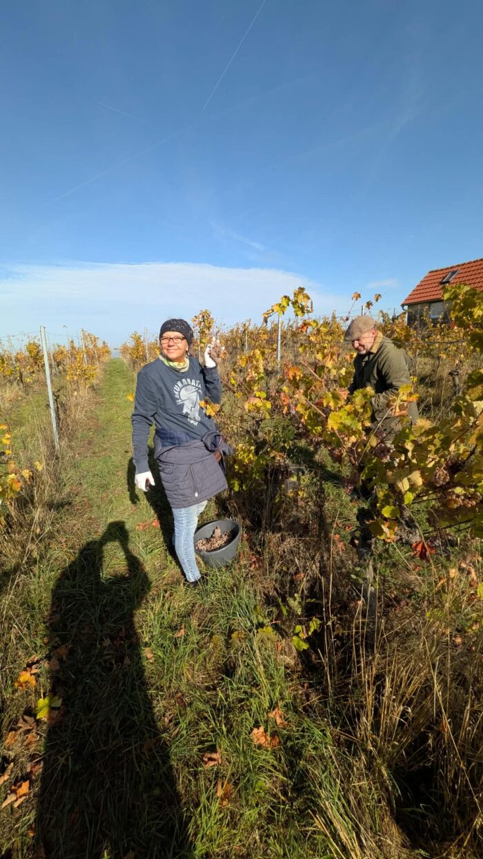 Erntehelfer bei der Arbeit im Weinberg